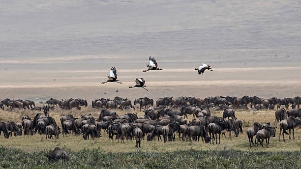 Private Tanzania Safari from Moshi