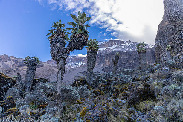 recommended 3 day kilimanjaro hiking package