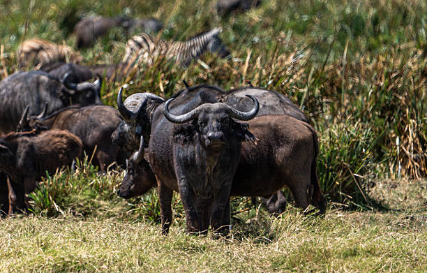 shared safari tours from moshi