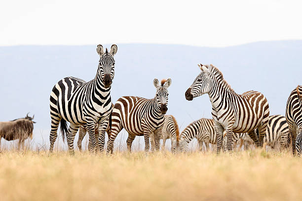Shared Safari Tours from Moshi