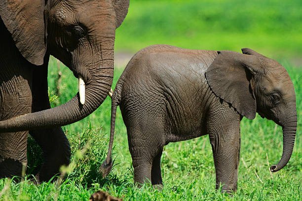Tailor Made Tanzania Safari from Moshi