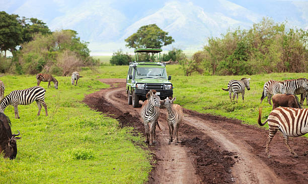 Moshi Safari Tours and Packages