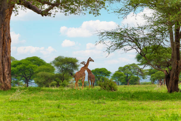Moshi to Ngorongoro Safari Package