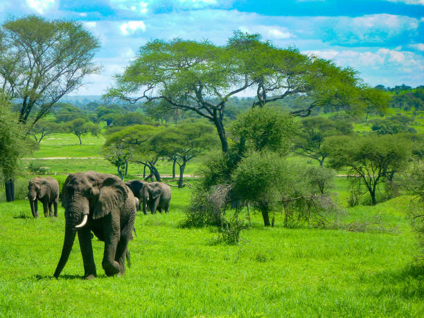  Tarangire Day Trip from Moshi 2026-2027