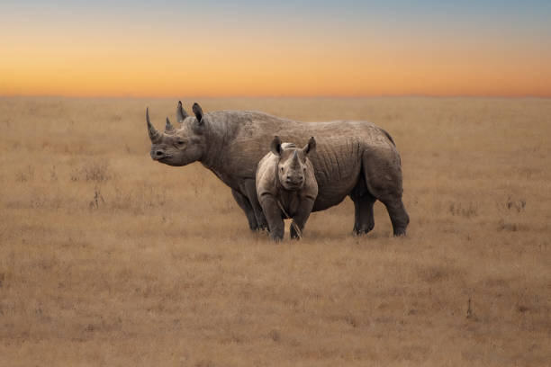 9 Days Primates and Big Game Safari