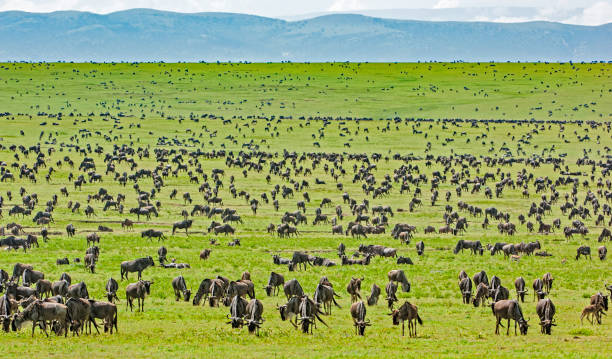 8 Days Tanzania Family Safari