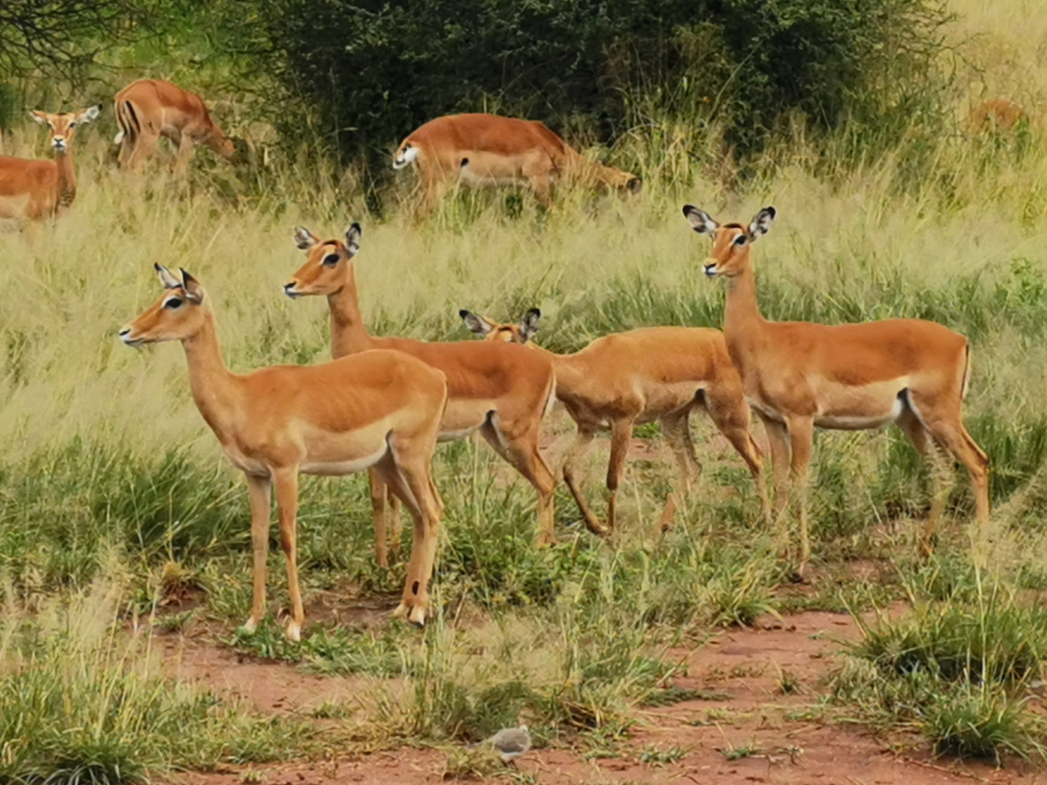Arusha National Park Walking Safari