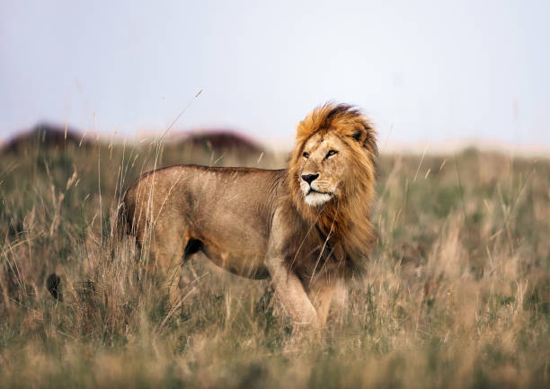 Serengeti and Ngorongoro Big Five Safari