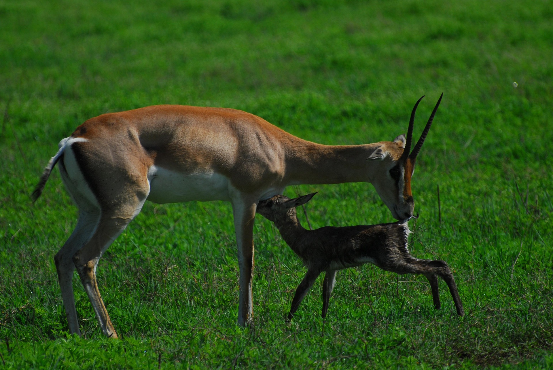 Ngorongoro Crater Luxury Safari