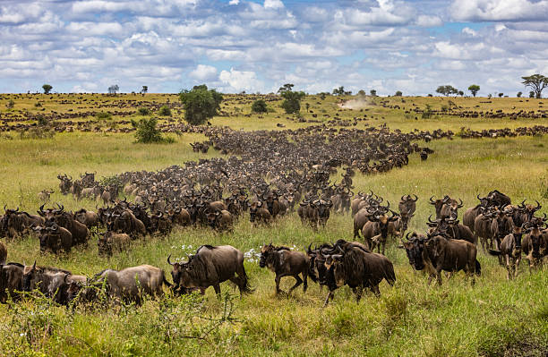 10 Days Northern Circuit Big Five Safari
