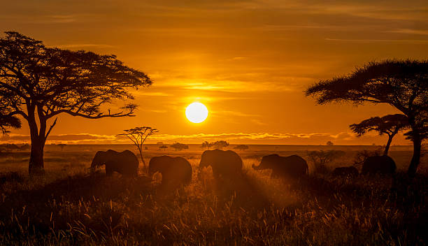 Tarangire Elephant Safari