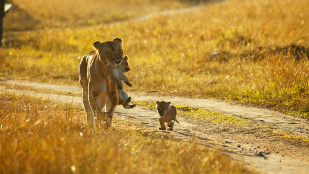 Ngorongoro Crater Family Safari