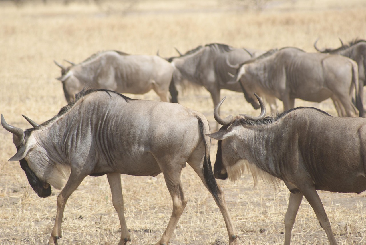 Serengeti Migration Safari
