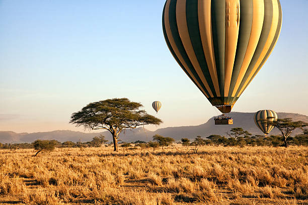 1 Day Ngorongoro Crater Safari