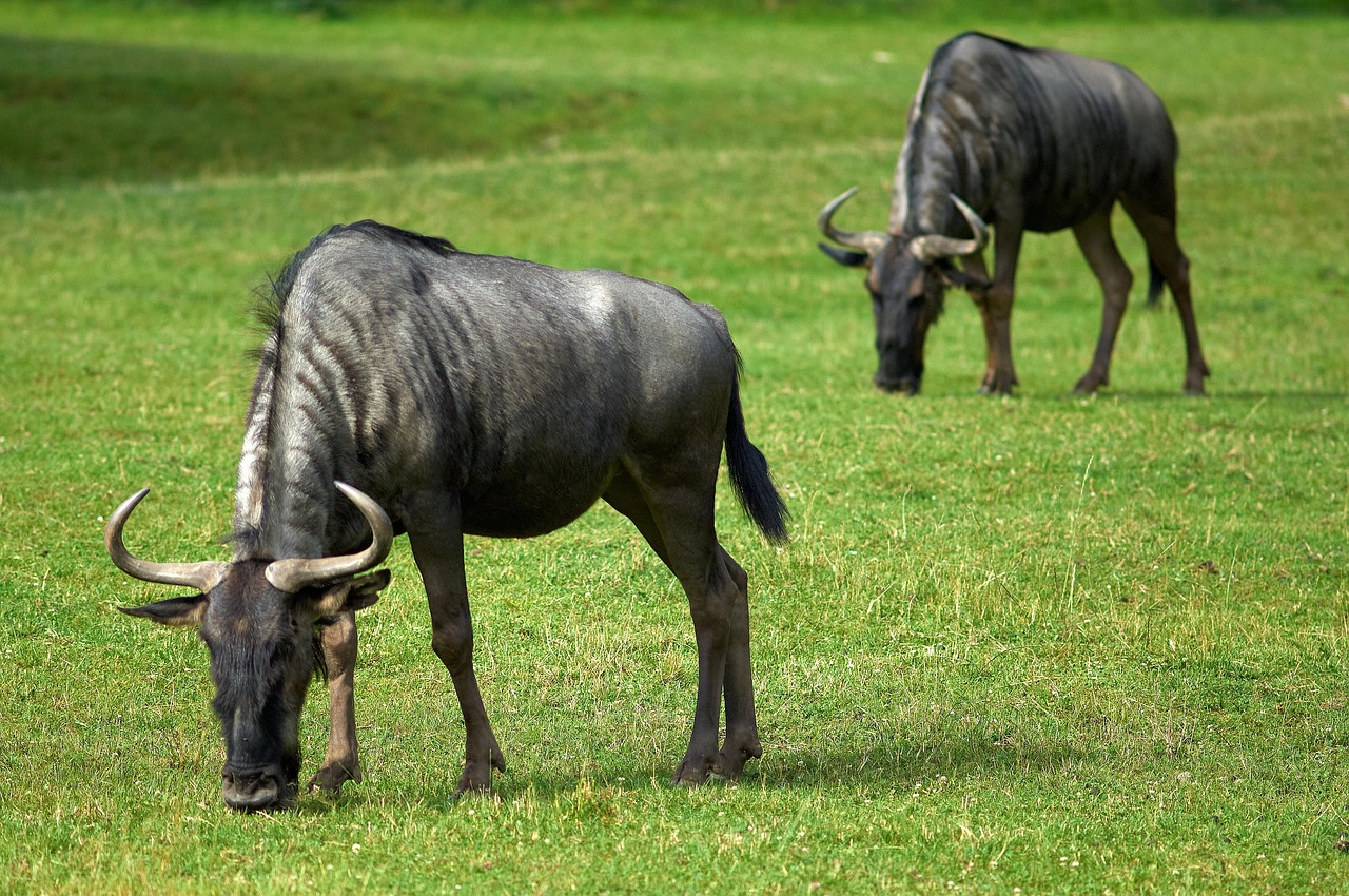 Serengeti Wildebeest Migration River Crossing Safari